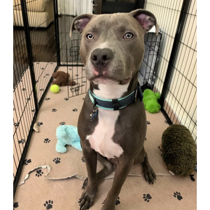 Do Staffordshire Bull Terriers Have bed Feet