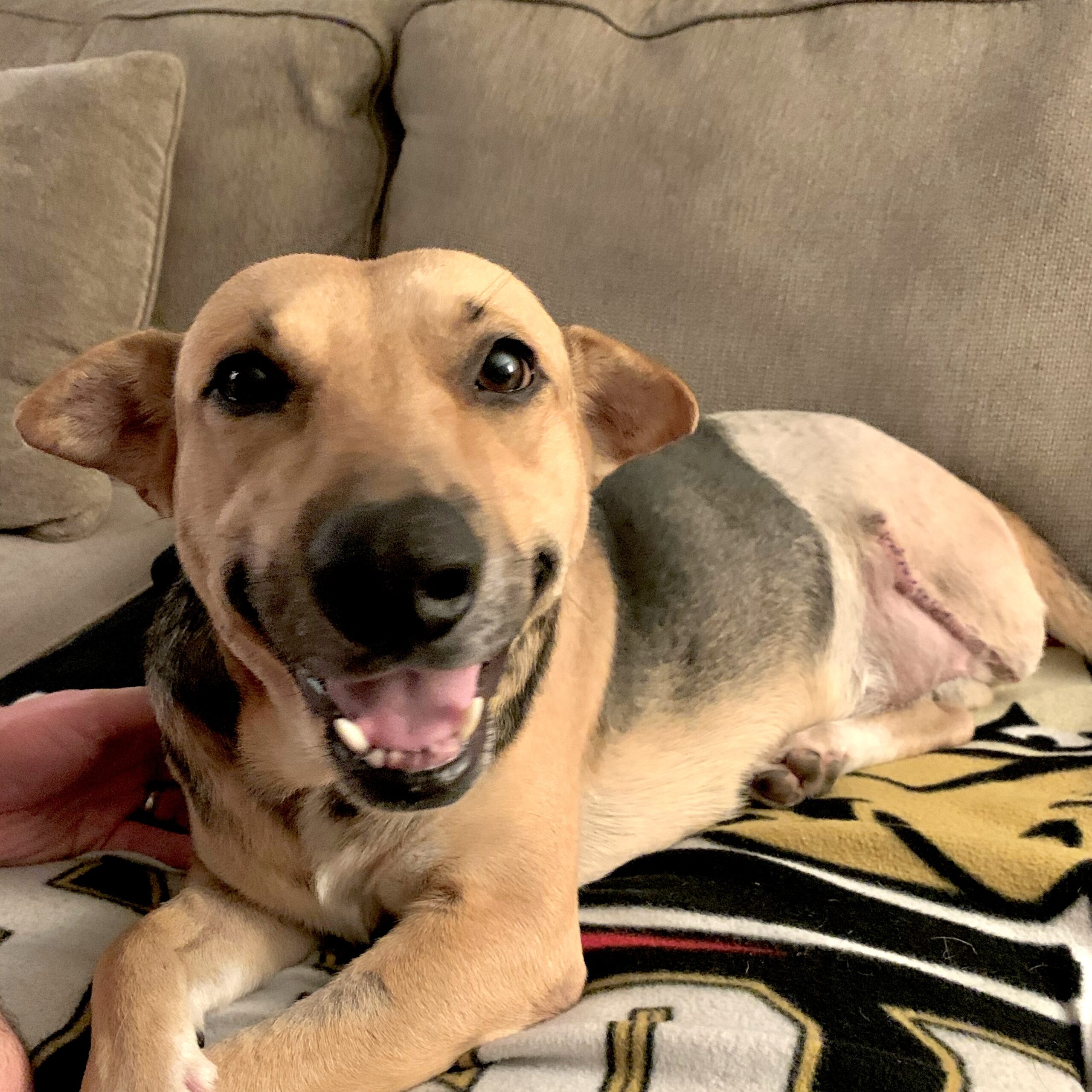 Successful Adoptions - Doggie Bonez Dog & Puppy Rescue