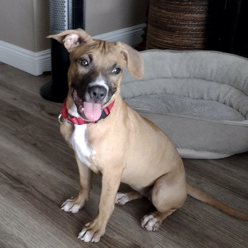 Successful Adoptions - Doggie Bonez Dog & Puppy Rescue