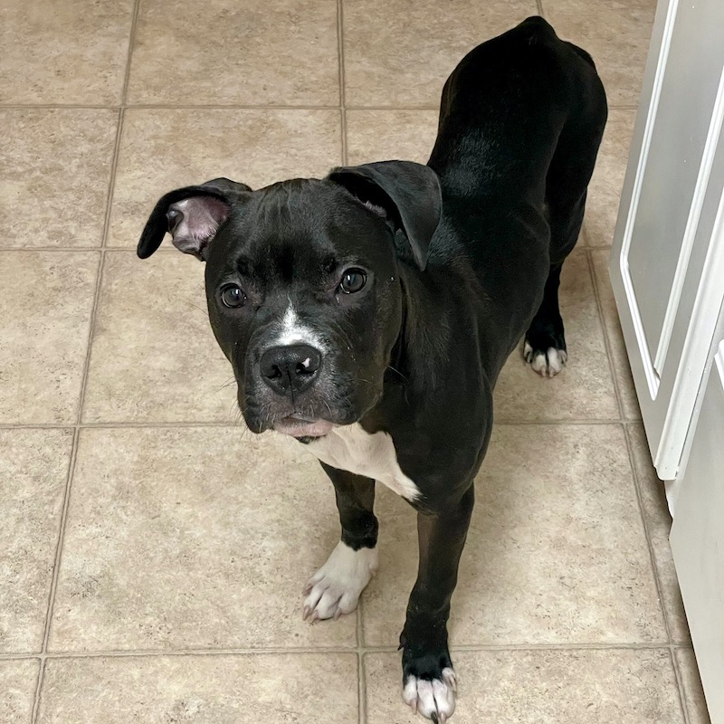 Successful Adoptions - Doggie Bonez Dog & Puppy Rescue