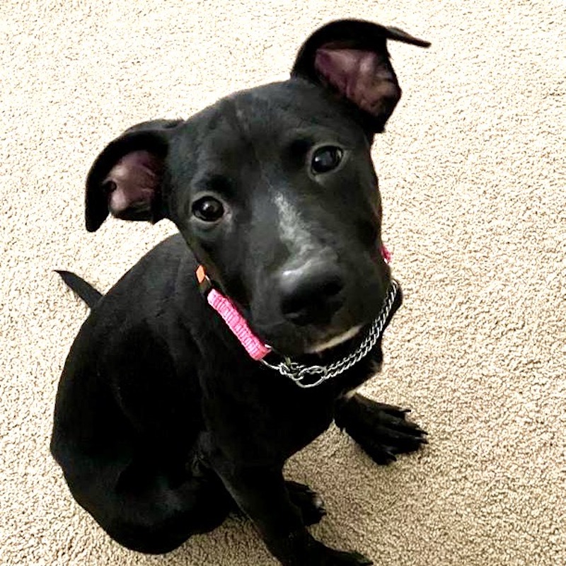 Successful Adoptions - Doggie Bonez Dog & Puppy Rescue