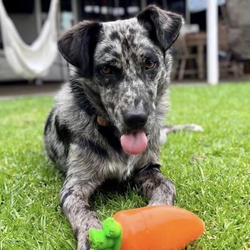 Successful Adoptions - Doggie Bonez Dog & Puppy Rescue