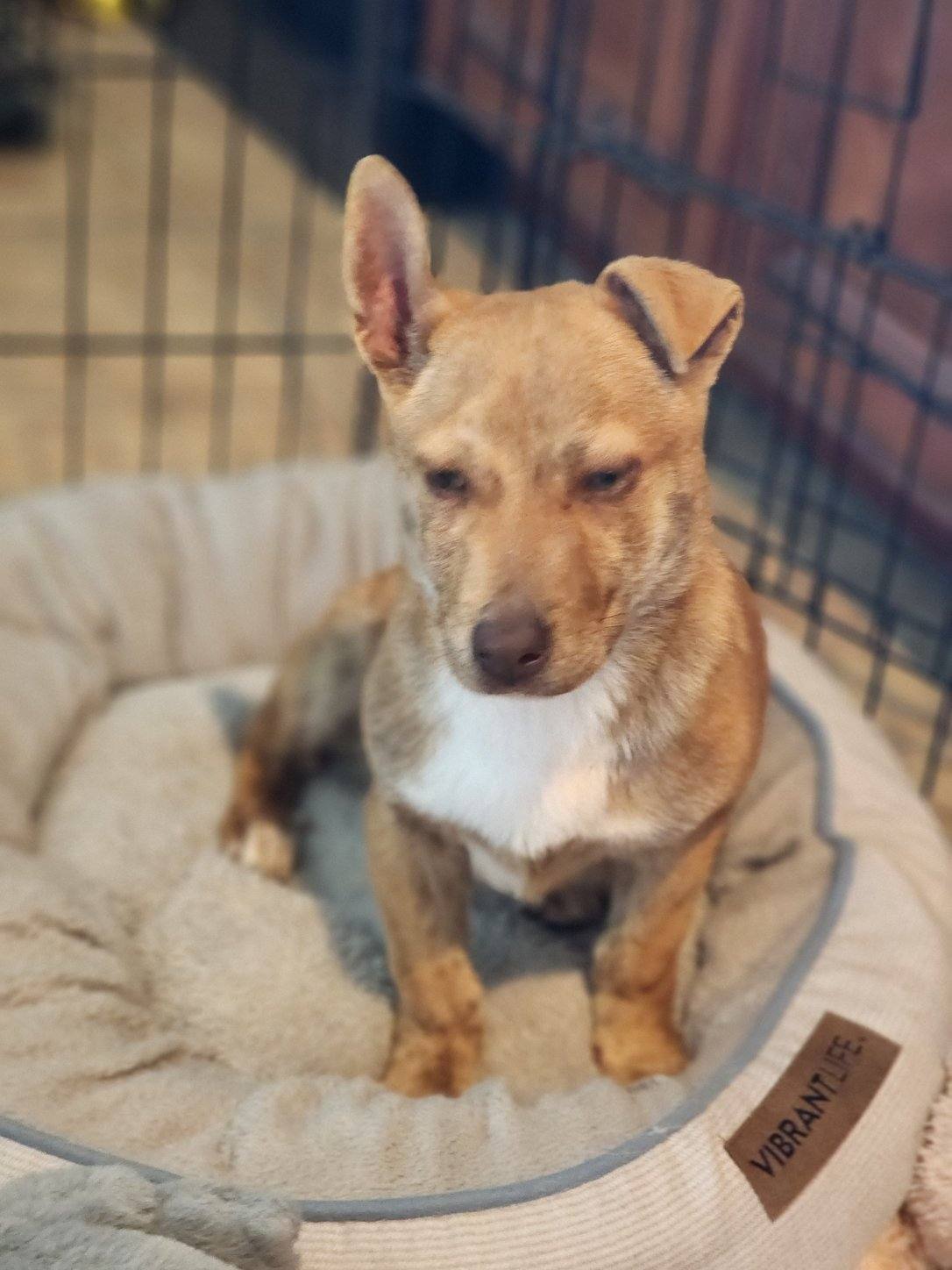 Successful Adoptions - Doggie Bonez Dog & Puppy Rescue