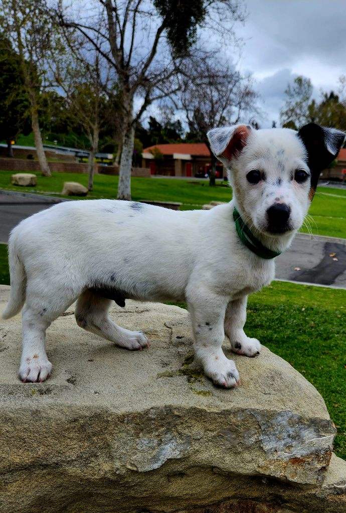 Successful Adoptions - Doggie Bonez Dog & Puppy Rescue