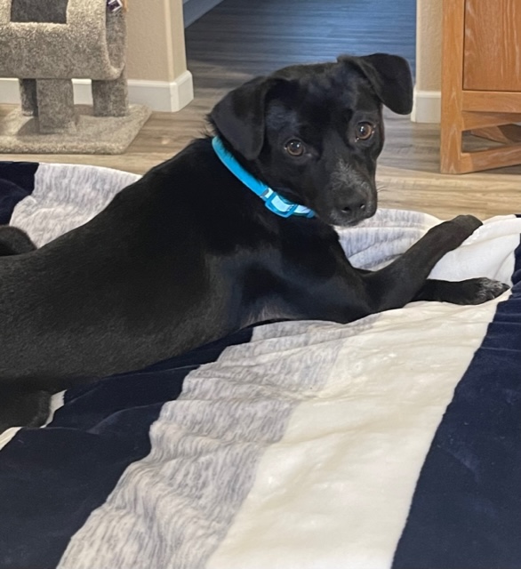 Available Dogs - Doggie Bonez Dog & Puppy Rescue
