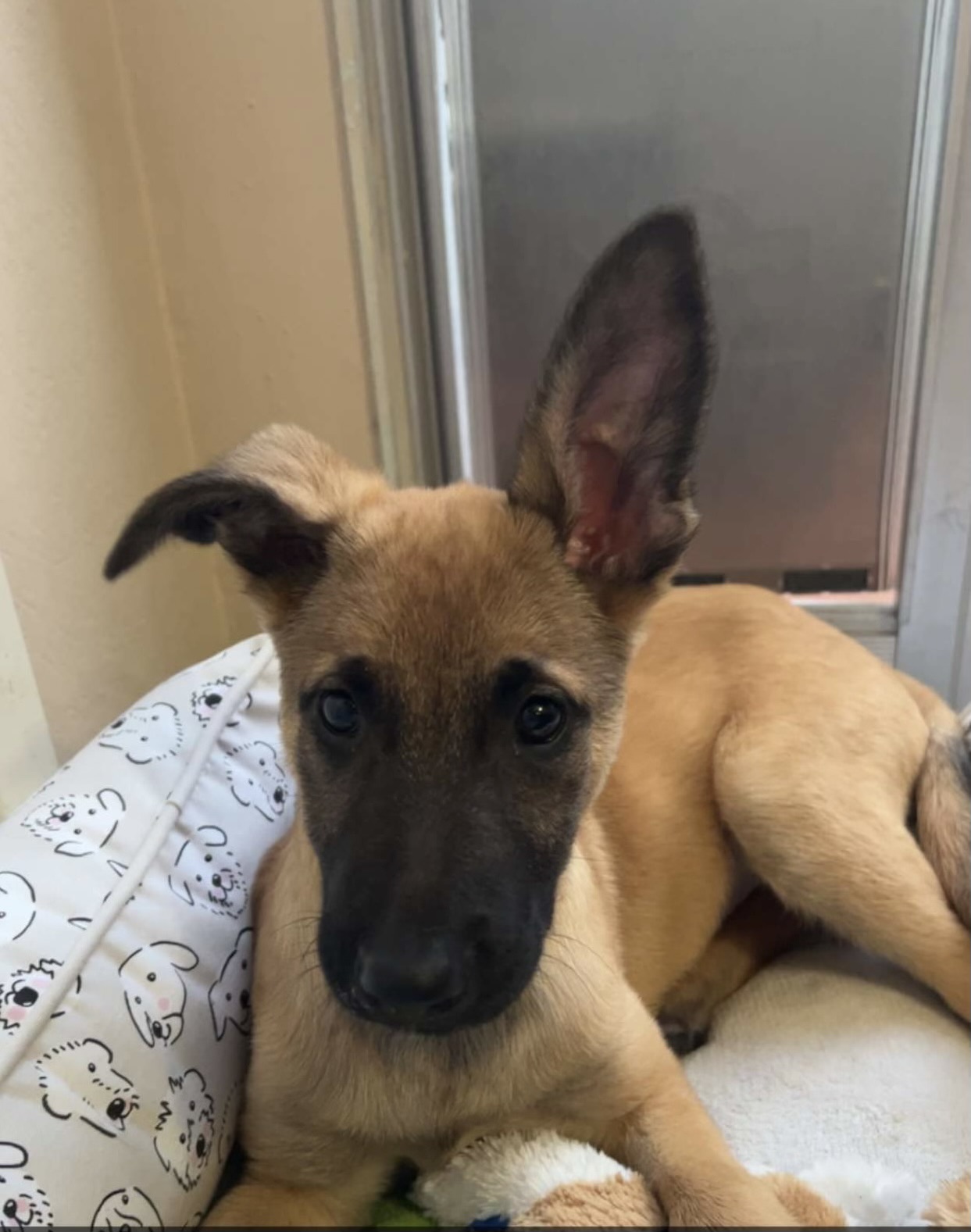 Successful Adoptions - Doggie Bonez Dog & Puppy Rescue