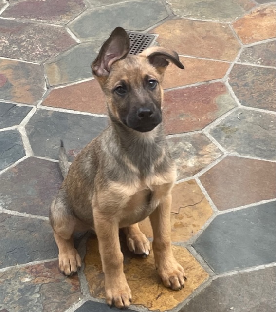 Available Dogs - Doggie Bonez Dog & Puppy Rescue