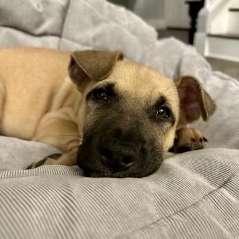 Successful Adoptions - Doggie Bonez Dog & Puppy Rescue