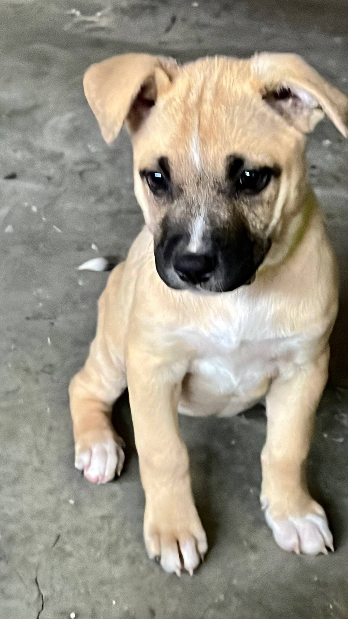 Available Dogs - Doggie Bonez Dog & Puppy Rescue